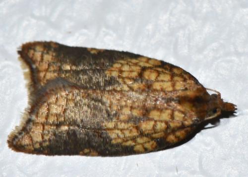 Acleris rhombana